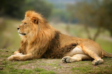 Картина, постер, плакат, фотообои "животный портрет красивого льва постеры модульные", артикул 5506628