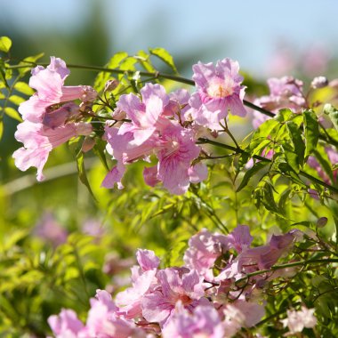 asarina erubescens. escrofulariaceas çiçek