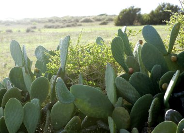 Nopal plant in the mediterranean area clipart