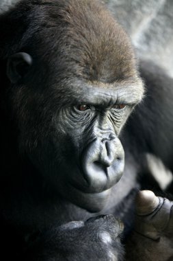 Gorilla ape close up portrait clipart