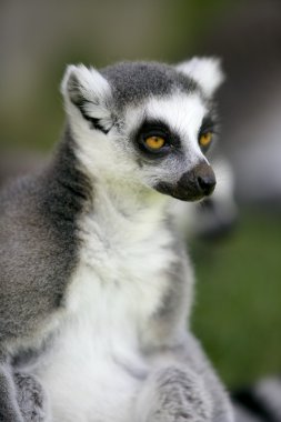 Madagaskar halka kuyruklu Maki