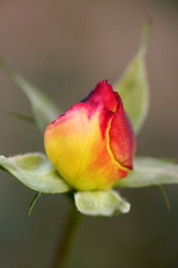 turuncu gül çiçek makro ayrıntılı olarak yumuşak ışık