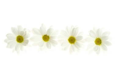 beyaz izole dört beyaz papatya çiçeği
