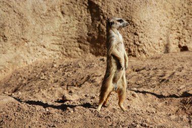 Madagaskar suricata kil peyzaj üzerinde