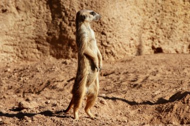 Madagaskar suricata kil peyzaj üzerinde