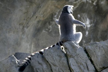 Madagascar Lemur getting sun bath clipart