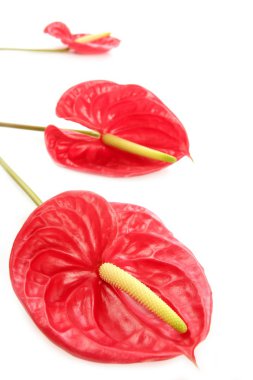 Anthurium egzotik güzel kırmızı çiçek hala