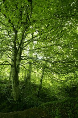 Kayın yeşil sihirli orman orman