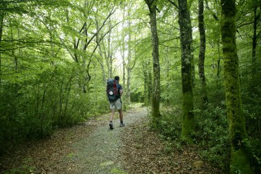 Adventure hiking on beech forest of Pyrenees clipart