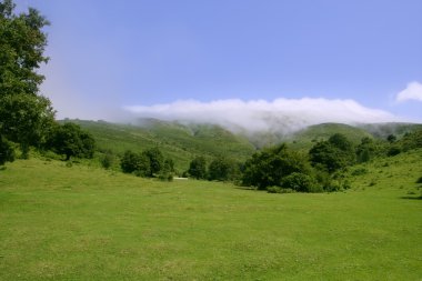 Green meadow horizon and blue sky