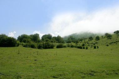 Green meadow horizon and blue sky