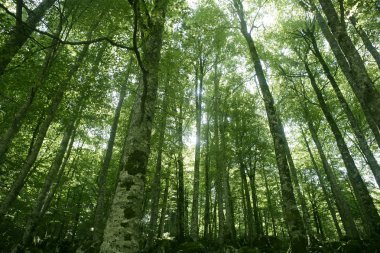 Beech green magic forest woods clipart