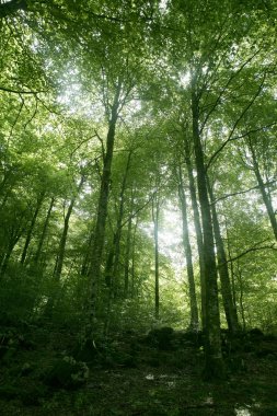 Kayın yeşil sihirli orman orman