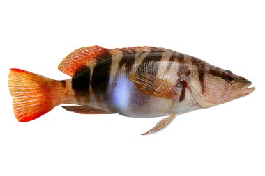 Serranus Scriba fish Painted Comber clipart
