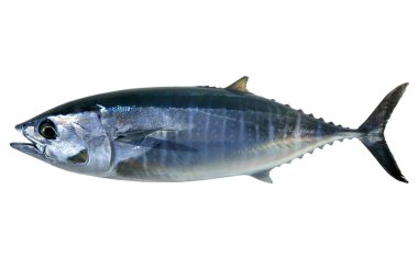 Bluefin tuna isolated on white Thunnus thynnus clipart