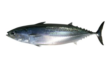 Auxis thazard saltwater frigate tuna fish clipart