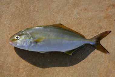 Seriola dumerili fish greater amberjack fish clipart