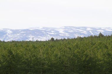 Teruel ilinde kar dağ çam ormanı İspanya