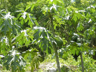 papaya ağaç meyve tropikal ormanda büyüyen