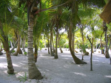 ağaçların gövde ile Karayipler beach beyaz boyalı