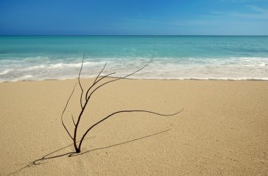 Black coral branch on caribbean beach shore