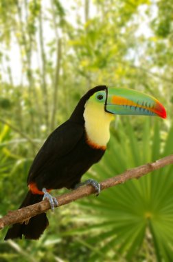 Toucan kee billed Tamphastos sulfuratus jungle clipart