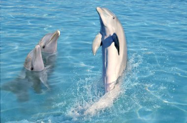 Dolphin show in caribbean tuquoise water clipart