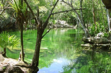 Cenote Riviera Maya jungle mayan Quintana Roo clipart