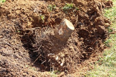 Feelled tree roots removed soil sand on garden clipart