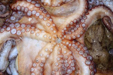 Ahtapot cephalopods doku makro bakış