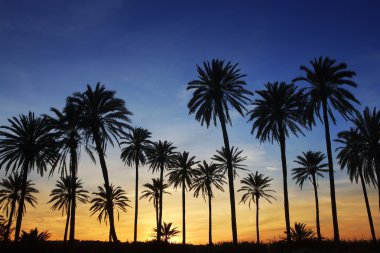 palmiye ağaçları günbatımı altın mavi gökyüzü arka ışık