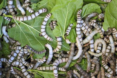 Many silkworms texture eating mulberry leaves clipart