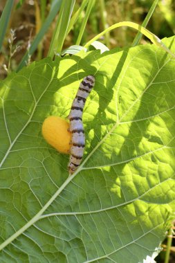 Silkworm ringed silk worm cocoon on mulberry leaf clipart