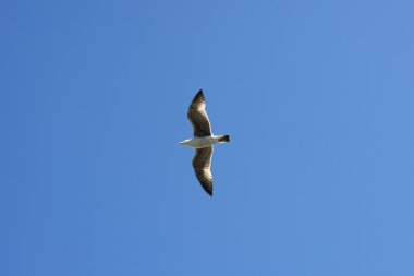 Flying seagull sea bird view from below blue sky clipart