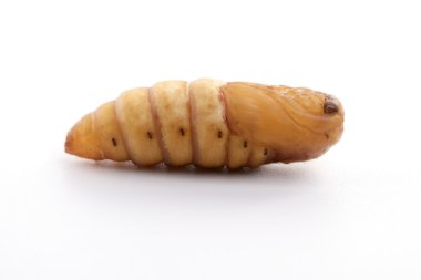 Chrysalis silkworm on white background clipart