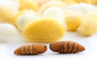 Cocoon silkworm many silk worm yellow clipart