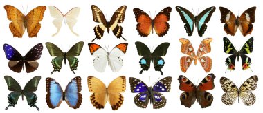 Картина, постер, плакат, фотообои "коллекция бабочек красочная изолированная на белом
", артикул 5507480