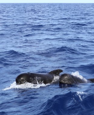 Pilot whales free with baby in mediterranean clipart