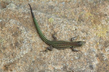 Formentera kertenkele podarcis pityusensis formenterae