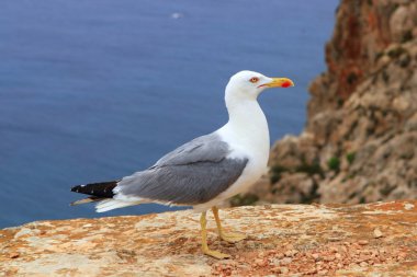 Yellow bill seagull posing in rocky sea mountain clipart