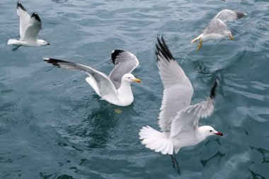 Active sea gulls seagulls over blue sea ocean clipart