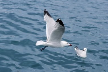 mavi deniz okyanus üzerinde etkin deniz martı martı