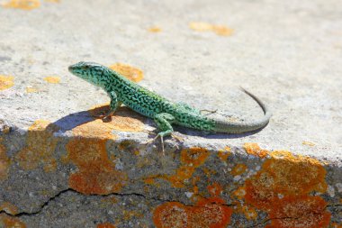 Formentera kertenkele podarcis pityusensis formenterae