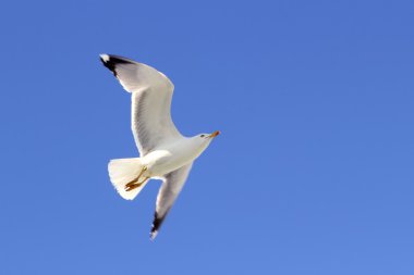 White seagull flying blue sky from below clipart