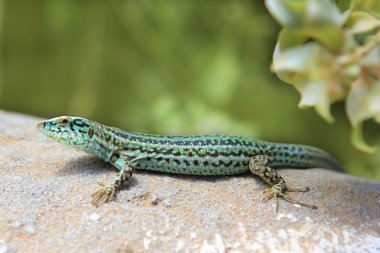 Formentera kertenkele podarcis pityusensis formenterae