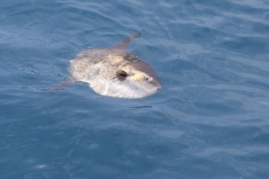 içinde gerçek deniz doğa mola mola balıklarıdır luna Güneş Balık