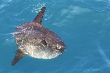 içinde gerçek deniz doğa mola mola balıklarıdır luna Güneş Balık