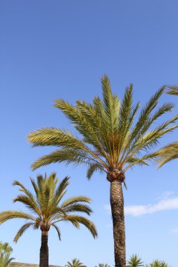 Phoenix canariensis palmiye ağaçları mavi gökyüzü