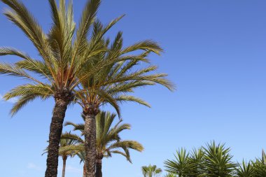 Phoenix canariensis palmiye ağaçları mavi gökyüzü