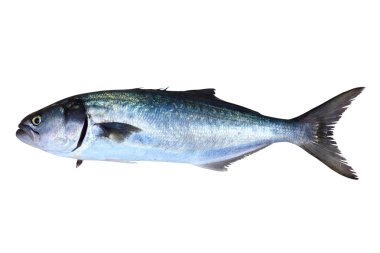 Bluefish fish Pomatomus Saltatrix isolated clipart